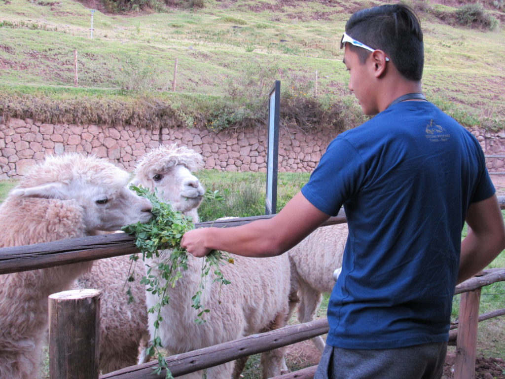 Peru feeding llamas and alpacas