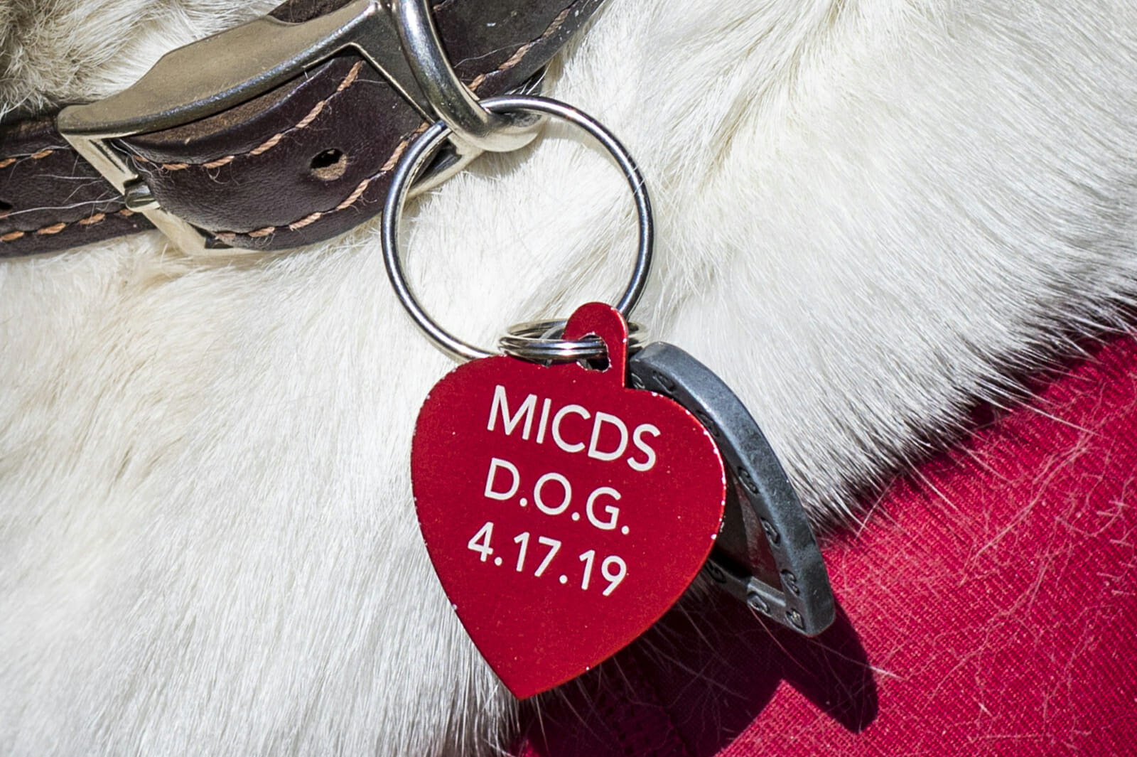 MICDS dog Ellie shares what she discovered about the MICDS Fund.