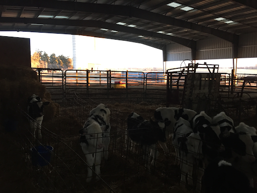 Calves from the Milk Farm
