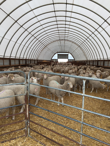 The Sheep Farm